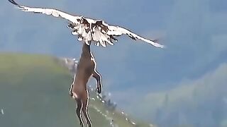 Eagle_#animals_#birds(480p).