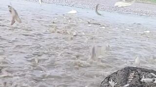 Stop Motion ASMR - Believe This Fishing? Big Red fish Carp eel videos Mudfish Cooking