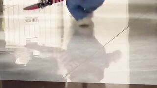 Cute dog style
