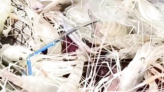 Stop Motion ASMR - Believe This Fishing? Big Red fish Carp eel videos Mudfish Cooking 2