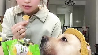 Dogs Videos