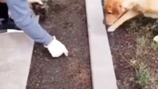 Animal funny video 7