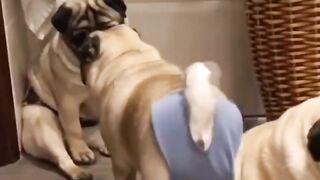 Funny pug ???? 2