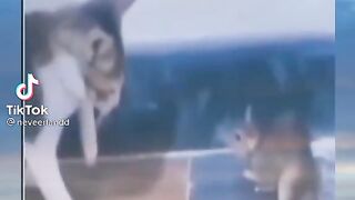 Cat dan Mouse