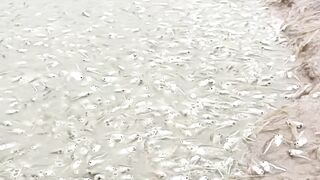 Stop Motion ASMR - Believe This Fishing? Big Red fish Carp eel videos Mudfish |