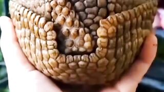 Very attractive amazing animals video