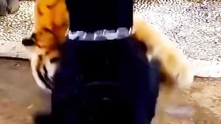 Viral animal video