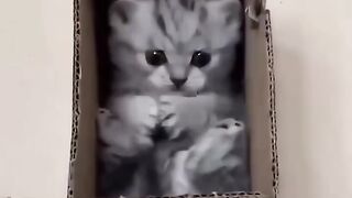 Cute baby cat. Funny cat video