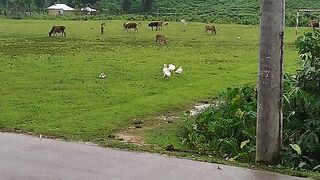 করমধা নলড়রী মাঠে