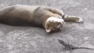 Funny cat funniest moments