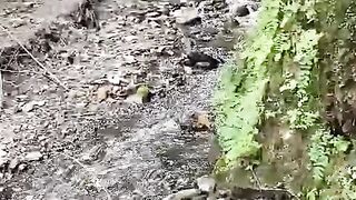 Jared kaghan pakistan