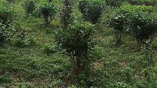 আজগর আবাদ চা বাগ