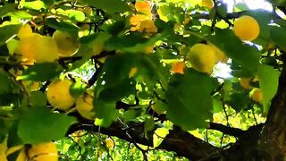 Apricot fruits