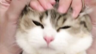 A cute cat 3