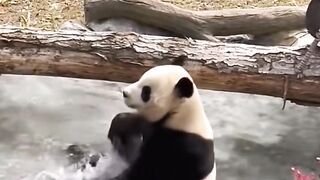 A lovely panda's shorts