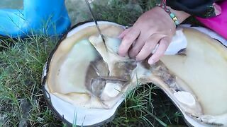 The girl pried open the giant clam, uncovering countless high-quality pearls that were highly coveted