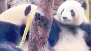 Animal funny video 8