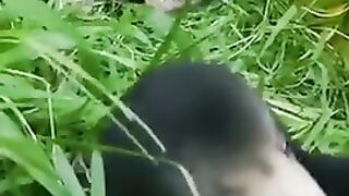Bully！