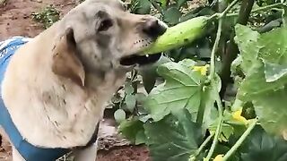 Dog picking and crunching on some cucumber