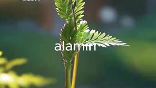 weird video অদ্ভুত ভিডিও