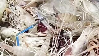 Stop Motion ASMR - Believe This Fishing? Big Red fish Carp eel videos Mudfish Cooking 3