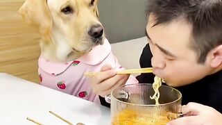Dogs Funny 2