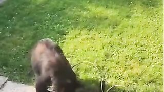 Unbearably funny reaction