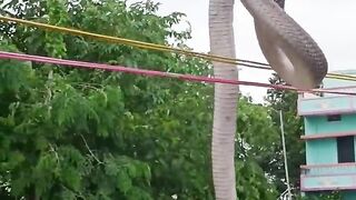 यूट्यूब पर पहली बार ऐसा विडियो आया#viral shiv tandav with cobra #trending