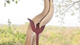 मन्दिर में नाग और नागिन एक साथ निकला ????Pair of cobra snake at temple