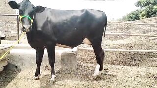 Cow for sale 5