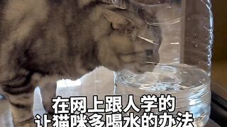 The intelligence of the cat