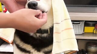 Dog funny shorts????????