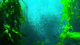Natural Beautiful 4k Under Water Background Video.