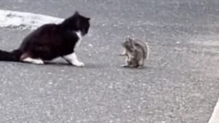Funny cat video. Cute baby cat