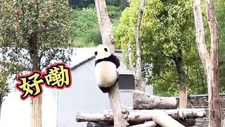 Cute panda's shorts