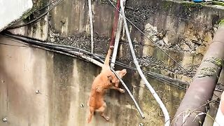 Its  humanity ????????????????