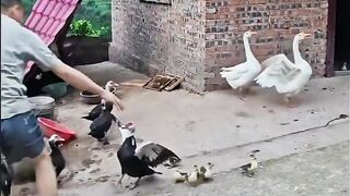 The duck attacked the boy for his foolish behaviour????????????