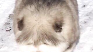 What's that?  Does anyone know this cat?????????????