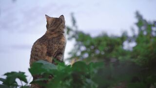 pet cat