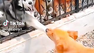 Funny Dog 19