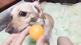 vediute_dog_playing_with_ball_and_bone