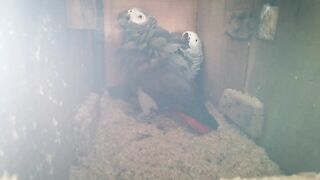 African grey parrot