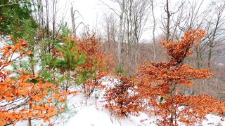 Winter forest