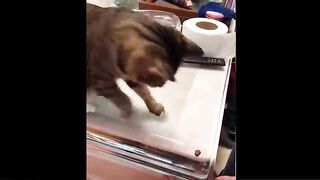 Funniest_Animals_-_Best_Of_The_2021_Funny_Animal_Videos_#41(480p).