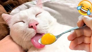 Baby Cats - Cute and Funny Cat Videos Compilation