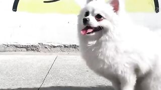 Cute dogs