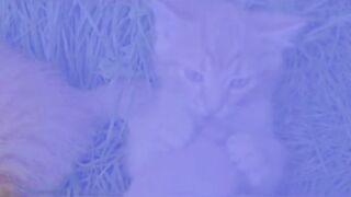 Cat  funny moments
