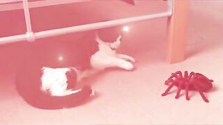 Cat funny moments