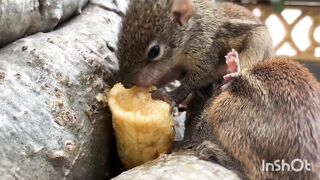 Best  2023 cutest Animals