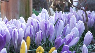 crocus!!